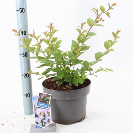 Lagerstroemia i. With Love Babe 40-60 cm cont. 5,0L - afbeelding 5