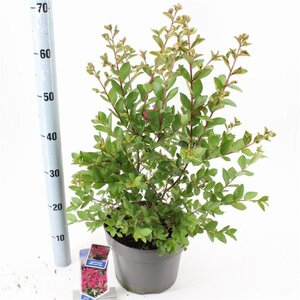 Lagerstroemia i. With Love Kiss 30-40 cm cont. 5,0L - afbeelding 1