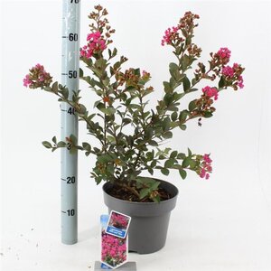 Lagerstroemia i. With Love Kiss 30-40 cm cont. 5,0L - afbeelding 2