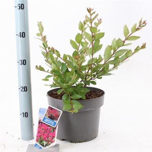 Lagerstroemia i. With Love Kiss 30-40 cm cont. 5,0L - afbeelding 3