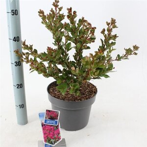 Lagerstroemia i. With Love Kiss 30-40 cm cont. 5,0L - afbeelding 4