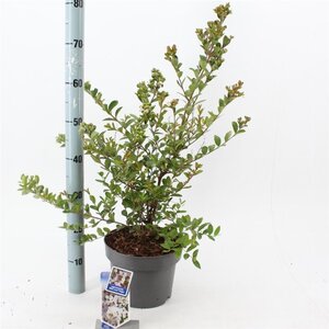 Lagerstroemia i. With Love Virgin 40-60 cm cont. 5,0L - afbeelding 1