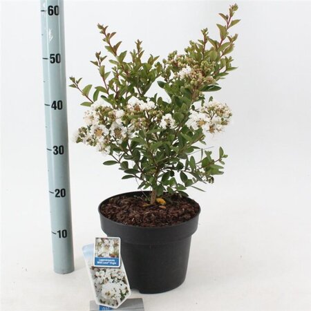 Lagerstroemia i. With Love Virgin 40-60 cm cont. 5,0L - afbeelding 2
