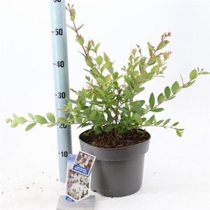 Lagerstroemia i. With Love Virgin 40-60 cm cont. 5,0L - afbeelding 4