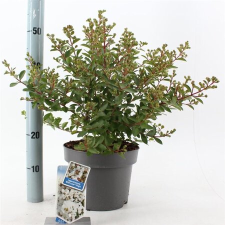 Lagerstroemia i. With Love Virgin 40-60 cm cont. 5,0L - afbeelding 5