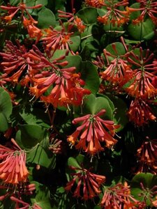 Lonicera brownii 'Dropmore Scarlet' 80-100 cm container - afbeelding 1