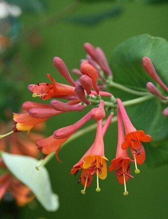 Lonicera brownii 'Dropmore Scarlet' 80-100 cm container - afbeelding 3
