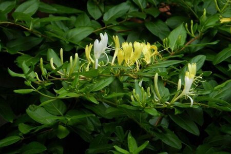 Lonicera jap. 'Hall's Prolific' 80-100 cm container - afbeelding 3