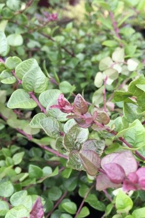Lonicera nit. 'Red Tips' 25-30 cm cont. 2,0L - afbeelding 1
