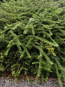 Lonicera pileata 'Moss Green' 40-60 cm cont. 2,0L - afbeelding 2