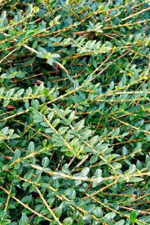 Lonicera pileata 'Moss Green' geen maat specificatie cont. 2,0L - afbeelding 1