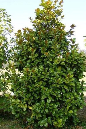Magnolia grand. 'Galissonnière' 80-100 cm cont. 9L