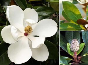Magnolia grand. 'Galissonnière' 8-10 Hoogstam container