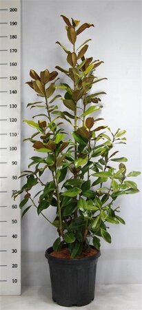 Magnolia grand. 'Goliath' 125-150 cm cont. 25L - afbeelding 1