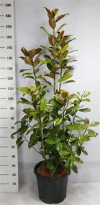 Magnolia grand. 'Goliath' 125-150 cm cont. 25L - afbeelding 2