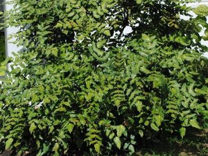 Mahonia japonica 60-80 cm met kluit - afbeelding 1