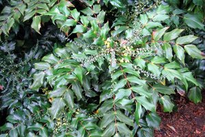 Mahonia japonica 'Hivernant' 100-125 cm met kluit - afbeelding 6