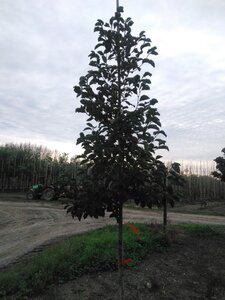 Magnolia kobus 10-12 Hoogstam draadkluit - afbeelding 1