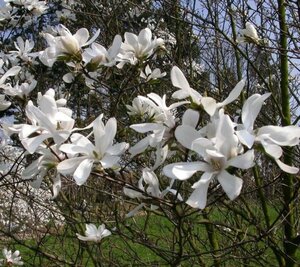 Magnolia kobus 10-12 Hoogstam draadkluit - afbeelding 2