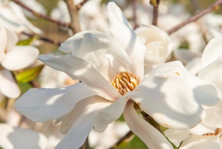 Magnolia kobus 150-175 cm met kluit - afbeelding 23