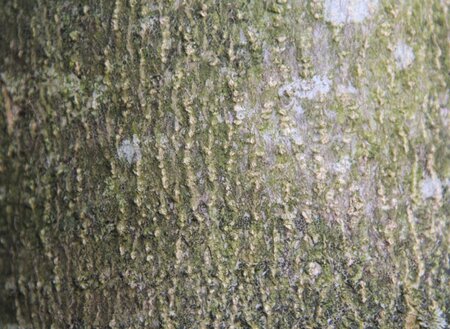 Magnolia kobus 175-200 cm draadkluit - afbeelding 24