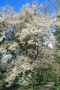 Magnolia kobus 175-200 cm draadkluit - afbeelding 27