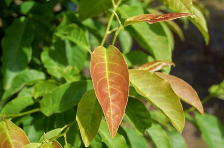 Magnolia kobus 175-200 cm draadkluit - afbeelding 14