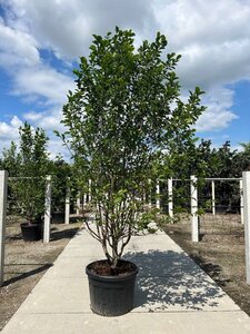 Magnolia kobus 300-350 cm container meerstammig