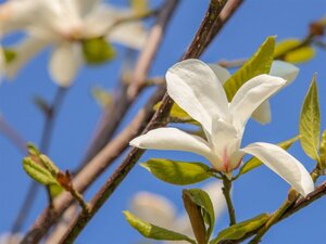 Magnolia kobus 600-700 cm draadkluit - afbeelding 1
