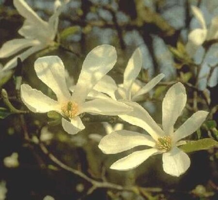Magnolia kobus 8-10 Hoogstam draadkluit - afbeelding 1