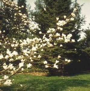 Magnolia kobus 8-10 Hoogstam draadkluit - afbeelding 3