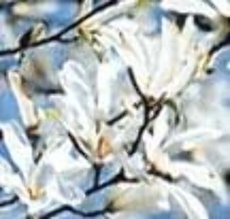 Magnolia kobus 8-10 Hoogstam draadkluit - afbeelding 4