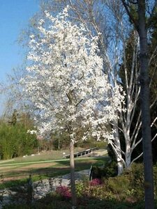 Magnolia kobus 8-10 Hoogstam draadkluit - afbeelding 5