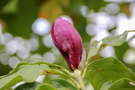 Magnolia l. 'Nigra' 60-80 cm container - afbeelding 3