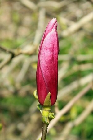 Magnolia l. 'Nigra' 80-100 cm cont. 5,0L - afbeelding 1