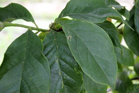 Magnolia l. 'Nigra' 80-100 cm cont. 5,0L - afbeelding 5