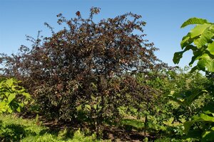 Malus 'Royalty' 60-80 cm cont. 5,0L - afbeelding 3