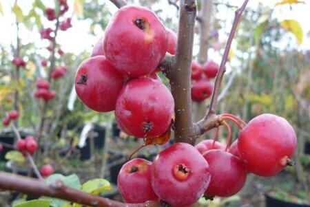 Malus 'Royalty' 60-80 cm cont. 5,0L - afbeelding 2