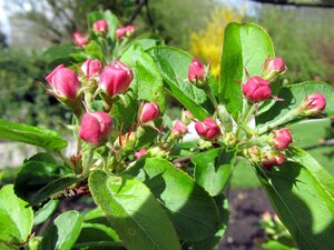 Malus 'Red Sentinel' 60-80 cm cont. 5,0L - afbeelding 5