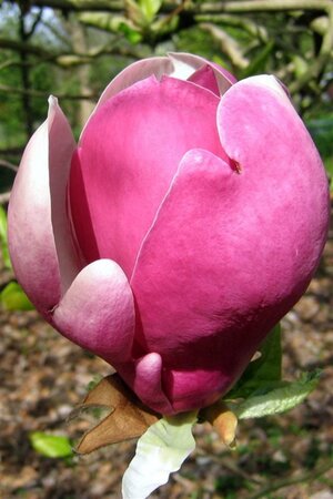 Magnolia soul. 'Lennei' 60-80 cm container - afbeelding 3