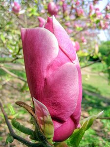 Magnolia soul. 'Lennei' 60-80 cm container - afbeelding 4