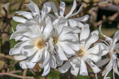Magnolia stellata 40-50 cm container - afbeelding 4