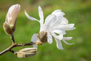 Magnolia stellata 60-80 cm met kluit - afbeelding 1