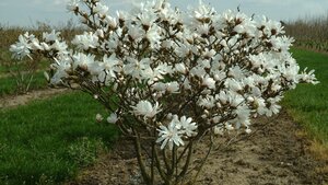 Magnolia stellata 60-80 cm met kluit - afbeelding 6
