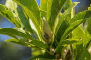 Magnolia stellata 80-100 cm cont. 10L - afbeelding 2