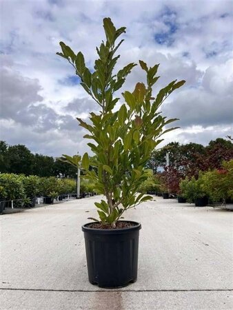 Magnolia stellata 80-100 cm cont. 10L - afbeelding 7