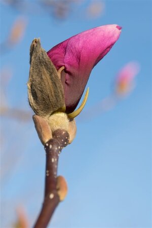 Magnolia 'Susan' 200-250 cm met kluit - afbeelding 3