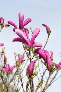 Magnolia 'Susan' 50-60 cm cont. 5,0L - afbeelding 10