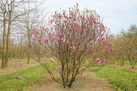 Magnolia 'Susan' 50-60 cm cont. 5,0L - afbeelding 4