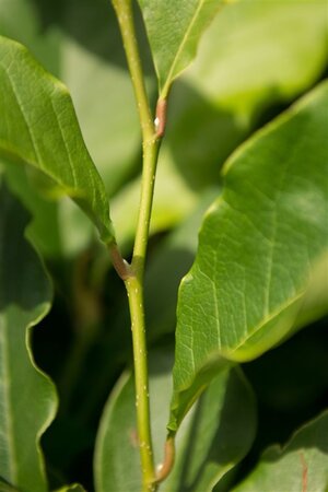Magnolia 'Susan' 50-60 cm container - afbeelding 6